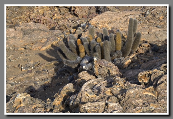 125_J_Bartolome_Kaktus3384
