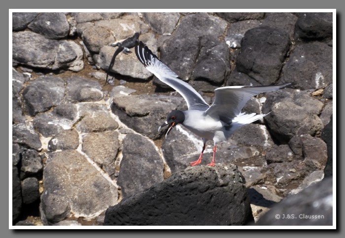 131_J_Plaza_Sur_Gabelschwanzmoewe3631