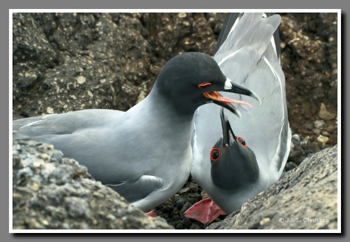 134_S_Plaza_Sur_Gabelschwanzmoewen2111