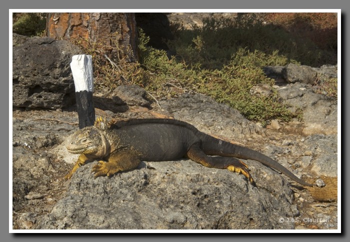 134a_S_Landleguan_Plaza_Sur2122