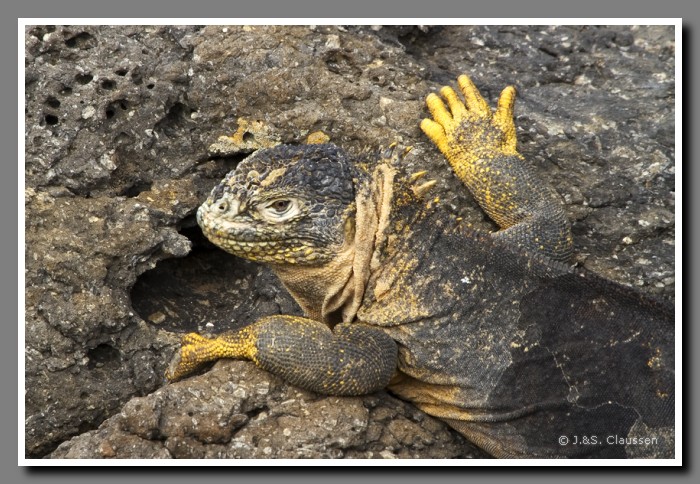 135a_S_Landleguan_Plaza-Sur2133