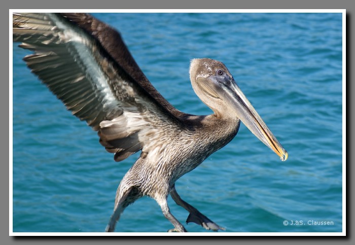 140_J_Braunpelikan3736