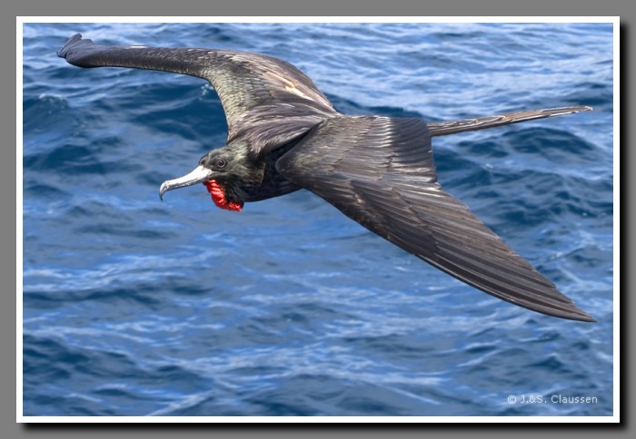 142_J_Bindenfregattvogel3675