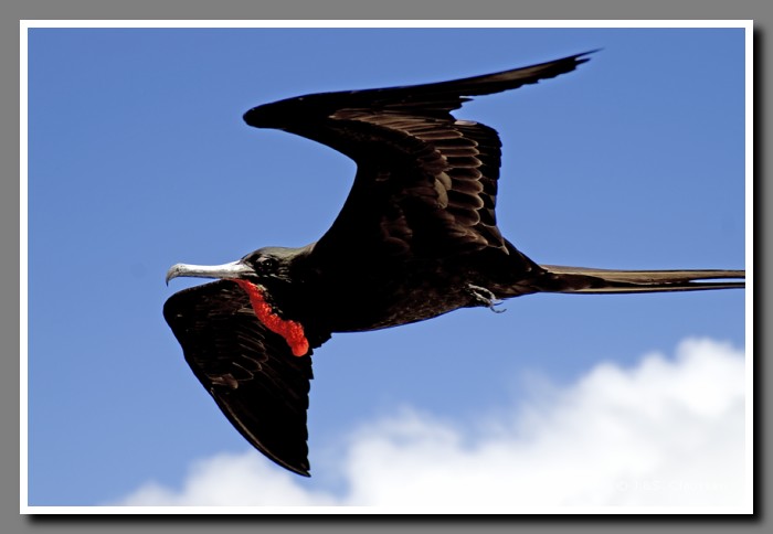 144_J_Fregattvogel3657