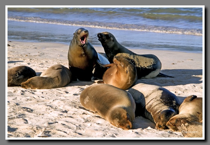 151_S_Seeloewen_Santa_Fe2194