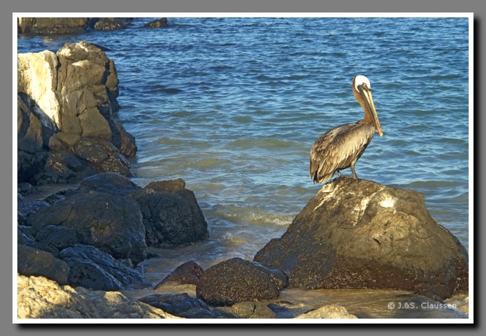 152_S_Pelikan_Santa_Fe2202