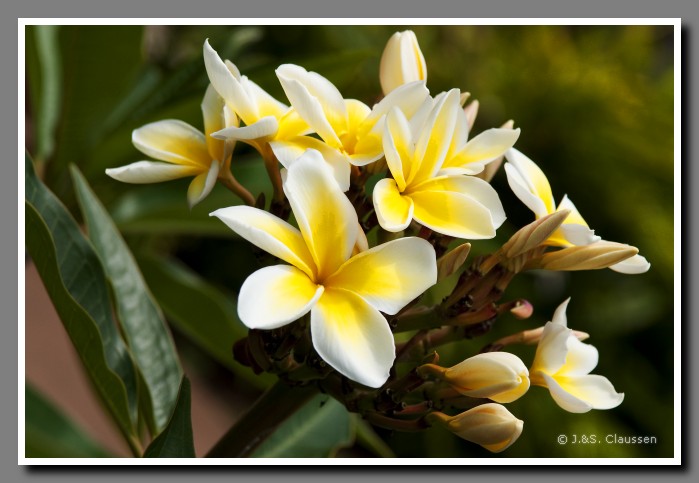 11_SC_Hanga_Bluetenstrauch_1432